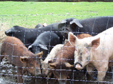 Pigs