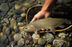 Rainbow Trout on the Middle Fork Salmon River